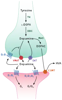 Cartoon diagram of a dopaminergic synapse, showing the synthetic and metabolic mechanisms as well as the things that can happen after release.