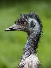 An emu's head and neck