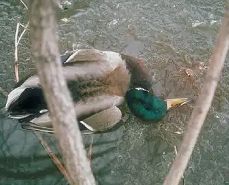 Herpesviruses may be highly virulent in some species. This dying mallard infected with Anatid alphaherpesvirus 1 is emitting a bloody nasal discharge on the ice.