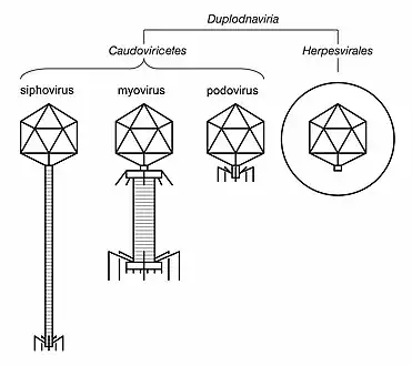 Illustrated sample of Duplodnaviria virions