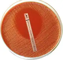 Bacteria are growing on an agar plate upon which a strip containing varying concentrations of antibiotics has been placed. An elliptical zone without growth is present around areas with higher concentrations of the antibiotic.