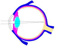 This svg file was configured so that the rays, diaphragm and crystalline lens are easily modified