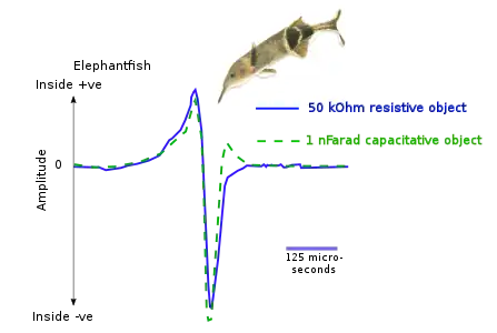 Electrolocation of capacitative and resistive objects in elephantfish. The fish emits brief pulses from its electric organ; its electroreceptors detect signals modified by the electrical properties of the objects around it.