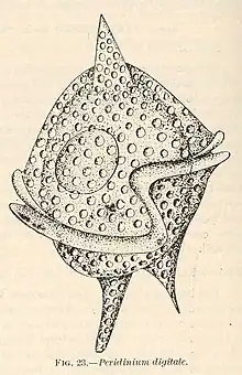 Peridinium digitale