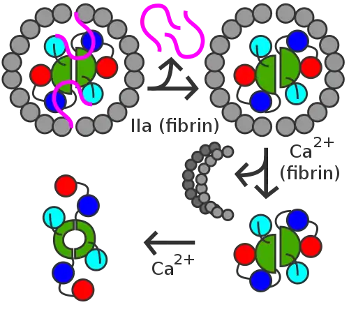 Activation peptides (pink) of A units are removed by thrombin (IIa) in the presence of fibrin. B units (gray) are released with the help of calcium and A unit dimer is activated (XIIIa forms).