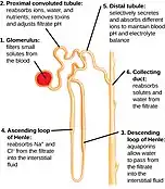 Diagram showing the structure and function of a nephron