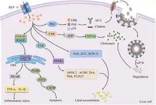 Diagram of the molecular mechanisms of RFP-induced liver injury