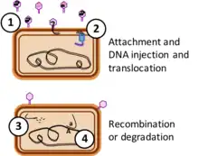 Schematic diagram of genetic transduction by bacterial gene transfer agents