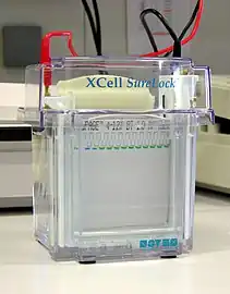 Electrophoresis -in the first pocket a size marker was applied with bromophenol blue, in the other pockets, the samples were added bromocresol green