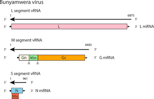 Genome of Bunyamwera virus