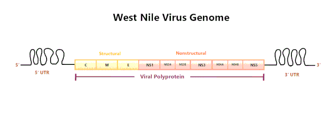Genome of the West Nile Virus