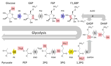 Schematic diagram of the glycolytic metabolic pathway starting with glucose and ending with pyruvate via several intermediate chemicals. Each step in the pathway is catalyzed by a unique enzyme.