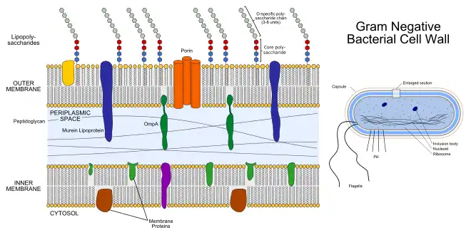Gram-negative cell wall structure