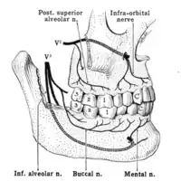 Nerves of the jaw