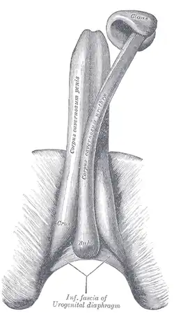The constituent cavernous cylinders of the penis.