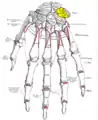 Bones of the left hand. Dorsal surface. Triquetral shown in yellow.