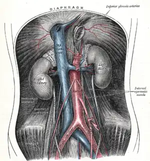 Plate from Gray's Anatomy showing the abdominal aorta and the common iliac arteries.