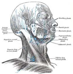 Lymph nodes of the head and neck, from Gray's Anatomy (click image to enlarge)
