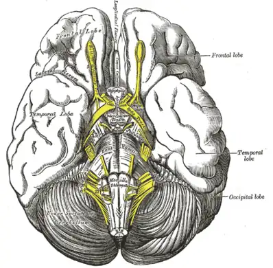 The mass is usually located at the tuber cinereum of the hypothalamus.