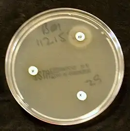 Haemophilus influenzae requires X and V factors for growth. In this culture, Haemophilus has only grown around the paper disc that has been impregnated with X and V factors. No bacterial growth is seen around the discs that only contain either X or V factor.