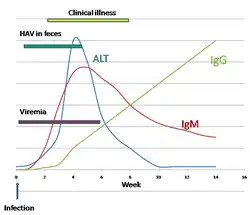 Serum IgG, IgM, and ALT following hepatovirus A infection