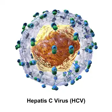 Diagram of the structure of the hepatitis C virus particle