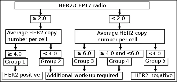 Algorithm for the evaluation of HER2 on fluorescence in situ hybridization (FISH).