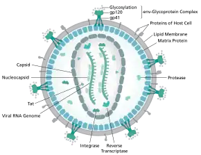 Diagram of a HIV virion structure