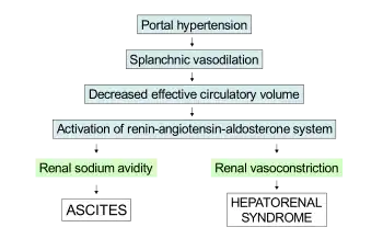 Diagram: portal hypertension leads to splanchnic vasoconstriction, which decreases effective cirulatory volume. This activates the renin–angiotensin–aldosterone system, which leads to ascites due to kidney sodium avidity and hepatorenal syndrome due to kidney vasoconstriction.