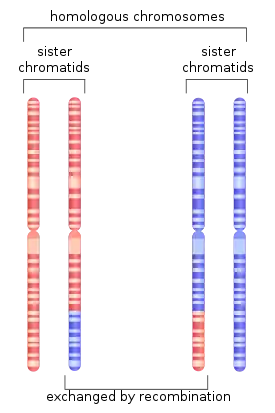 Depiction of chromosome 1 after undergoing homologous recombination in meiosis