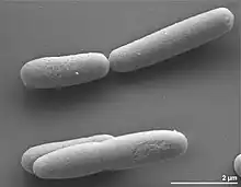 Scanning electron micrograph of a few straight rod-shaped H. praevalens bacteria, with 2-micrometer scale marker.