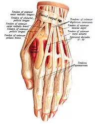 Hand tendons