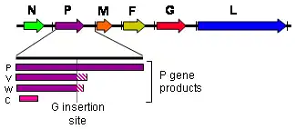 The henipavirus genome (3’ to 5’ orientation) and products of the P gene