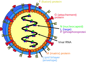Structure of henipaviruses