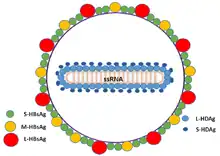 Schematic representation of the "Hepatitis delta virus" virion