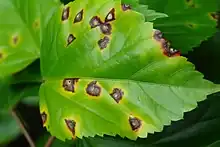 "Pseudomonas cichorii" causing hibiscus bacterial leaf spot