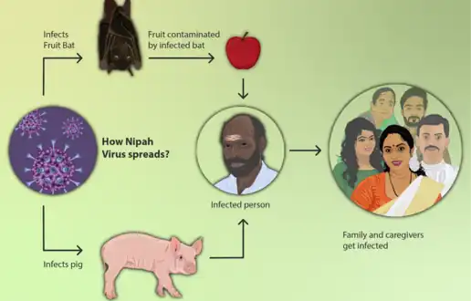 How the Nipah virus spreads