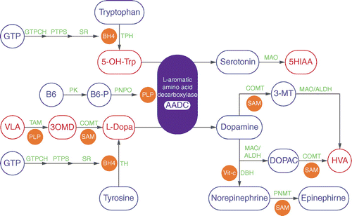 L-aromatic amino acid decarboxylase bound to its essential cofactor pyridoxal 5-phosphate promotes the final step in the biosynthesis of catecholamines and serotonin