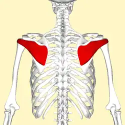 Infraspinatus muscle seen from behind.