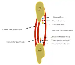 Intercostal space