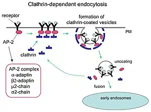 Mechanism of clathrin-mediated endocytosis.