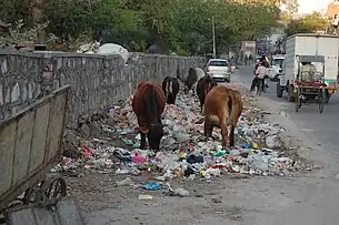 Jaipur cows eating trash