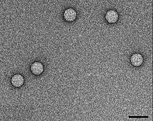 TEM micrograph of Enterovirus 71 virions. Scale bar, 50 nm.