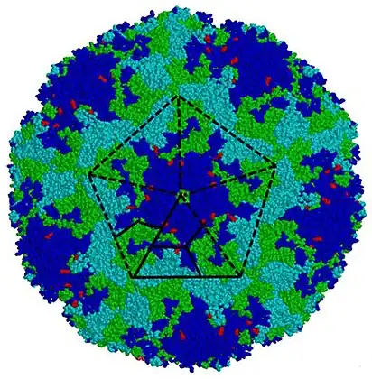 Eneterovirus 71 (EV71) genotype A virus particle.