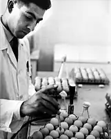 Laboratory technician inoculates eggs in the process of producing rabies vaccine - Iran (1967)