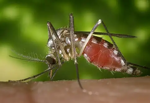 Left lateral view of an Ochlerotatus triseriatus, also known as Aedes triseriatus, or the tree hole mosquito. This specie is a known vector for the La Crosse virus.