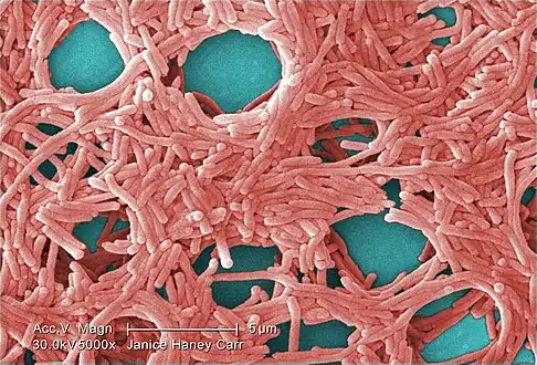 Colorized scanning electron micrograph, depicting a large grouping of Gram-negative Legionella pneumophila bacteria.