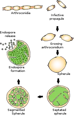 Life cycle of coccidioides