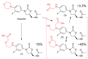Upper left: structural formula of the unaltered linezolid molecule, with the morpholino group highlighted in red. Lower left: main carboxylic acid metabolite, accounting for 10% of an excreted dose; the morpholine ring has been cleaved at the nitrogen atom. Lower right: structural formulae of two distinct molecules, a carboxylic acid and a lactone, with an equilibrium arrow between them; this metabolite accounts for 45% of a dose. Upper right: structure of a minor carboxylic acid metabolite, which accounts for aroune 3.3% of a dose.
