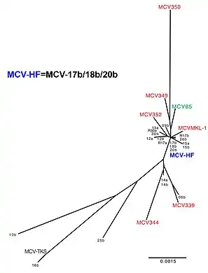 A complete MCV genome was designed from multiple Merkel Cell carcinoma tumors and normal human tissues.